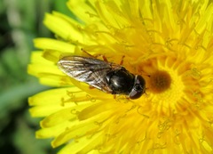 Cheilosia fraterna