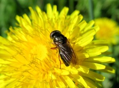 Cheilosia fraterna