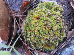 Rhodobryum