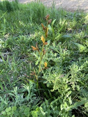 Wachendorfia multiflora