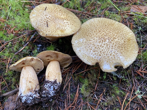 Blue-staining Slippery Jack