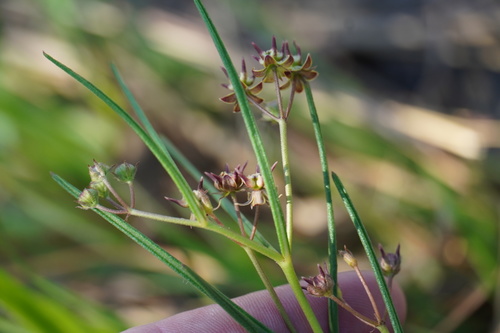 Image of Asclepias brevipes by (c) Matthew Fainman, some rights reserved (CC BY)