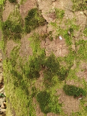 Ptychostomum moravicum