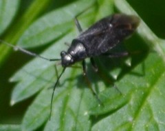 Irbisia californica