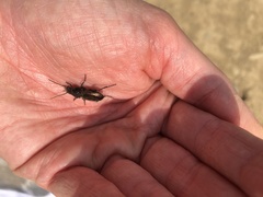 Pterostichus bicolor