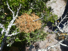 Teloschistes capensis