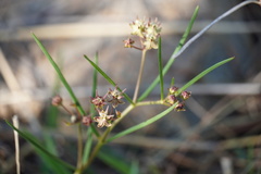 Asclepias brevipes