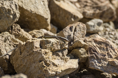 Darevskia portschinskii