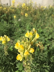 Linaria vulgaris