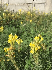 Linaria vulgaris