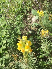 Linaria vulgaris