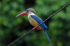 Stork-Billed Kingfisher photo 6