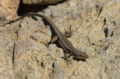 Darevskia portschinskii