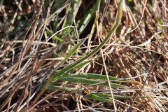 Chlorophytum transvaalense