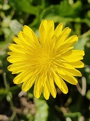 Crepis