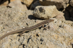 Darevskia portschinskii