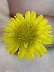 Crepis