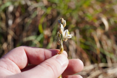 Image of Chlorophytum transvaalense by (c) Matthew Fainman, some rights reserved (CC BY)