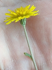 Crepis