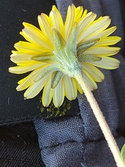 Crepis