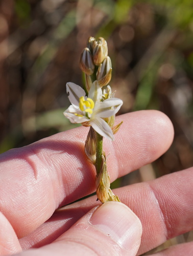 Image of Chlorophytum transvaalense by (c) Matthew Fainman, some rights reserved (CC BY)
