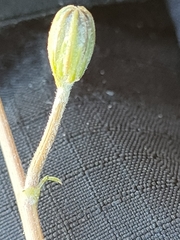 Crepis