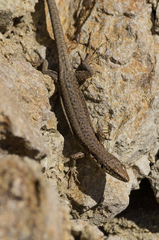 Darevskia portschinskii