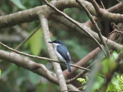 Hemipus hirundinaceus