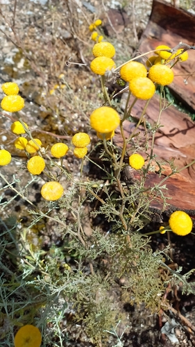Oncosiphon grandiflorus