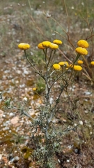 Oncosiphon grandiflorus, photograph Ian Webb, CC BY, iNaturalist via GBIF