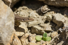 Darevskia portschinskii