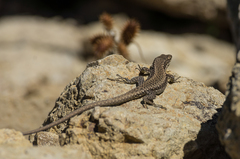 Darevskia portschinskii