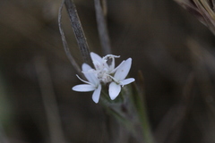 Osmadenia tenella