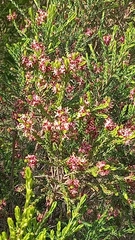 Passerina rubra
