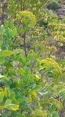Notobubon galbanum