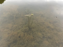 Hydrilla