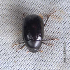 Apogonia cribricollis