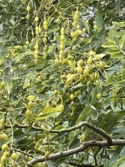 Styphnolobium