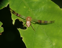 Massuria bellula