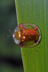 Aspidimorpha sanctaecrucis