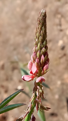 Angular Indigo (Indigofera triquetra)