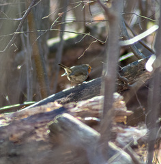 Erithacus rubecula