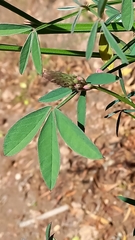 Indigofera triquetra