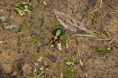 Carabus lafossei