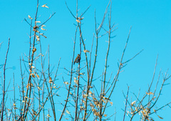 Emberiza schoeniclus