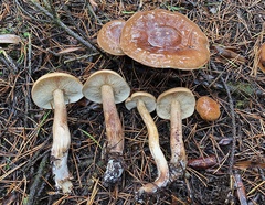 Tricholoma pessundatum