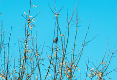 Emberiza schoeniclus
