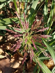 Panicoideae