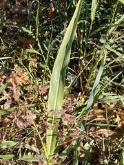 Panicoideae