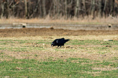 Corvus corax